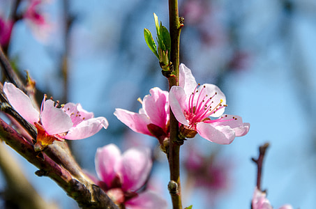 Blossom, Cherry, Sakura, musim semi, merah muda, mekar, pohon