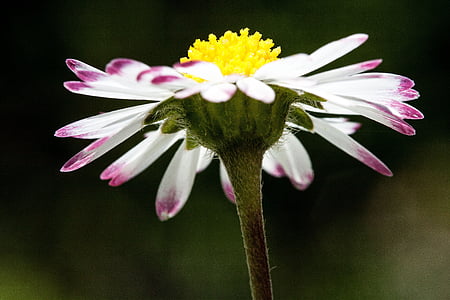 daisy, bellis philosophy, tausendschön, monatsroeserl, m p, little daisy, flowering plant