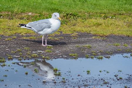seagull, bird, white, animal, spring, wing, stand