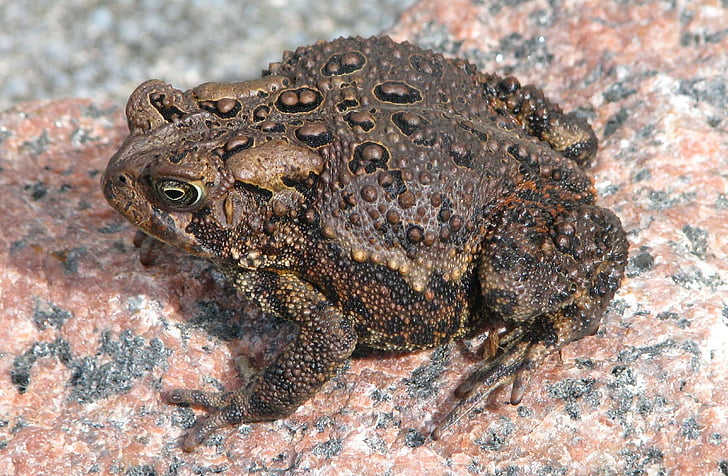 Американски, крастава жаба, Цветан anaxyrus, Онтарио, Канада