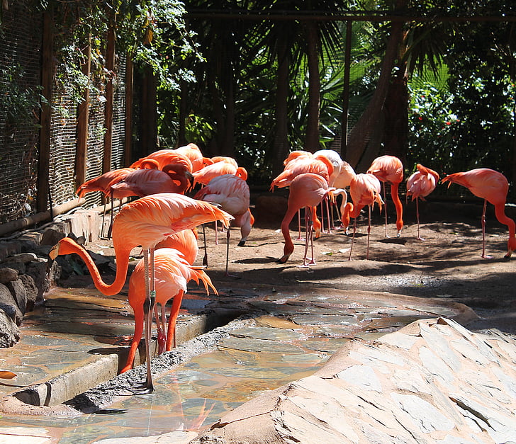 Flamingos, Linnut, kallis, vaaleanpunainen