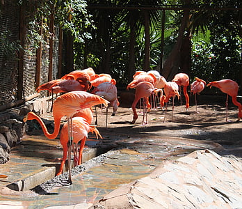 Flamingos, chim, đắt tiền, màu hồng