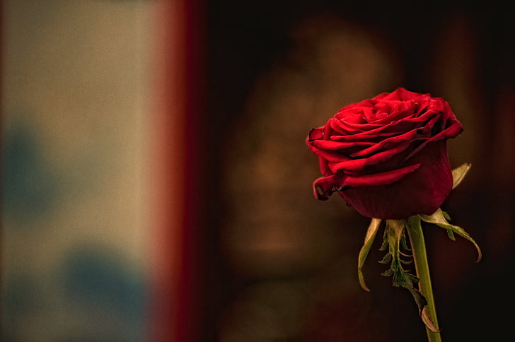 piros, Rózsa, virág, szerelem, romantika, Valentin, romantikus