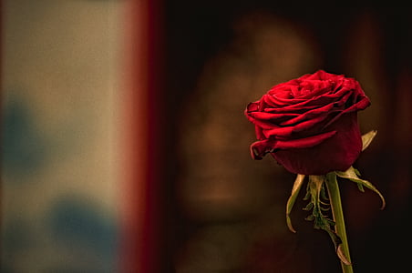 rød, steg, blomst, kjærlighet, romantikk, Valentine, romantisk