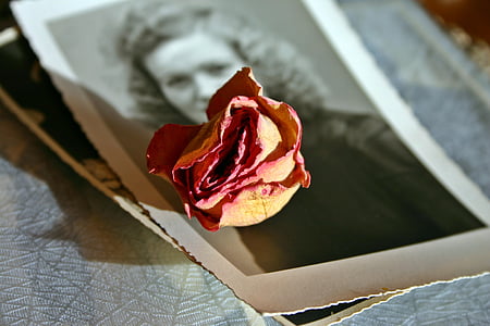 memorija, Foto, ruža, cvijet, cvatu, cvijet, sušene