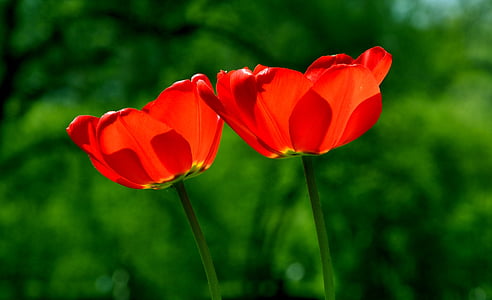 Foto, dve, červená, kvety, jar, Tulip, kvet