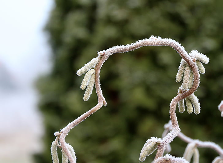 frozen, frost, pasture, branch, iced, cold, winter