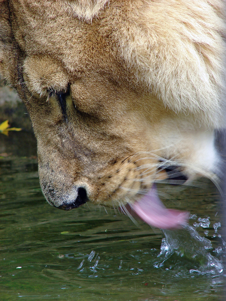 lion, booze, water, tongue, head, close