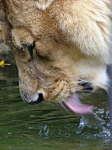 løve, sprit, vann, tunge, hodet, Lukk