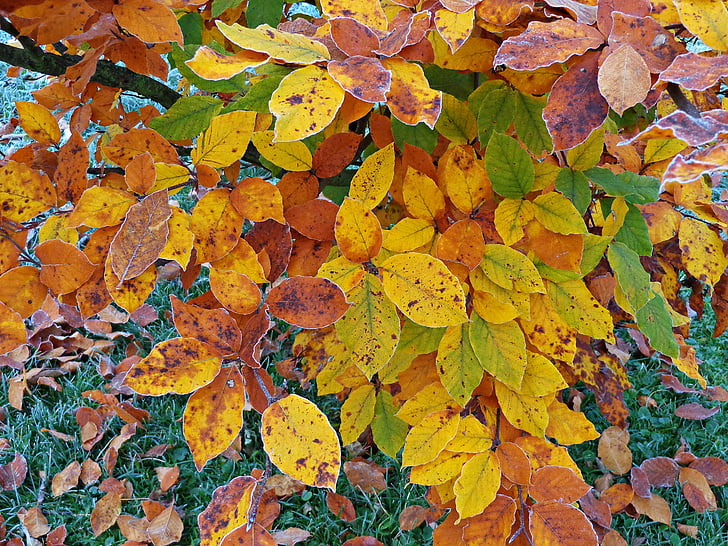 дърво, зеленина, Есен, жълти листа, природата, Есенно злато, гора