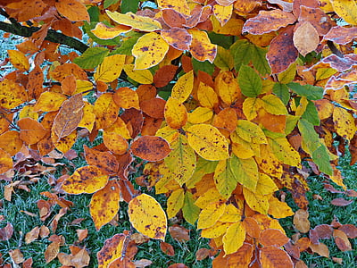 træ, løv, efterår, gule blade, natur, efteråret guld, skov