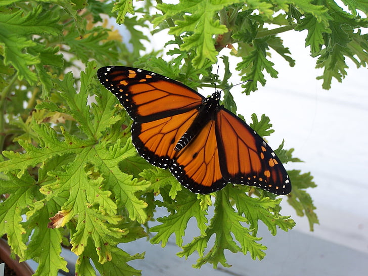 butterfly, insect, nature