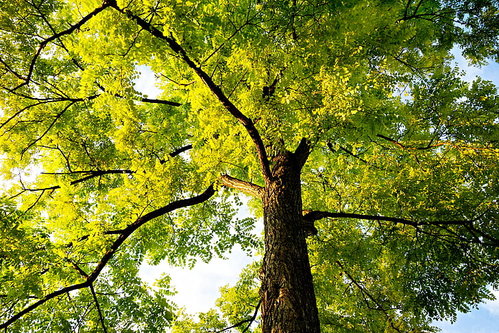 дърво, Treetop, багажника, балдахин, клон, листа, зеленина