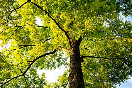 дерево, верхівка дерева, стовбур, Canopy, відділення, лист, листя