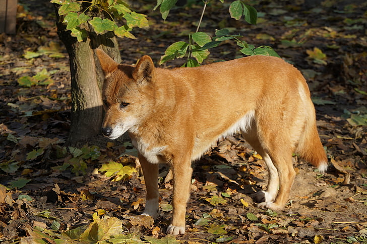 Dingo, Hund, Pelz, Australien, Tail, rotbraun, Säugetier