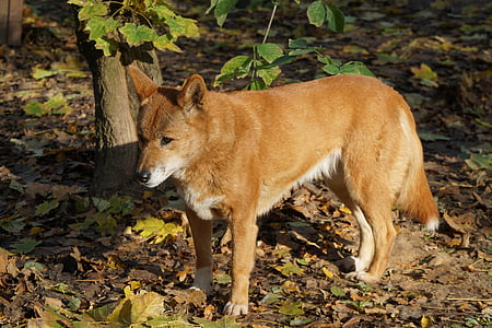 Dingo, perro, piel, Australia, cola, rojo marrón, mamíferos