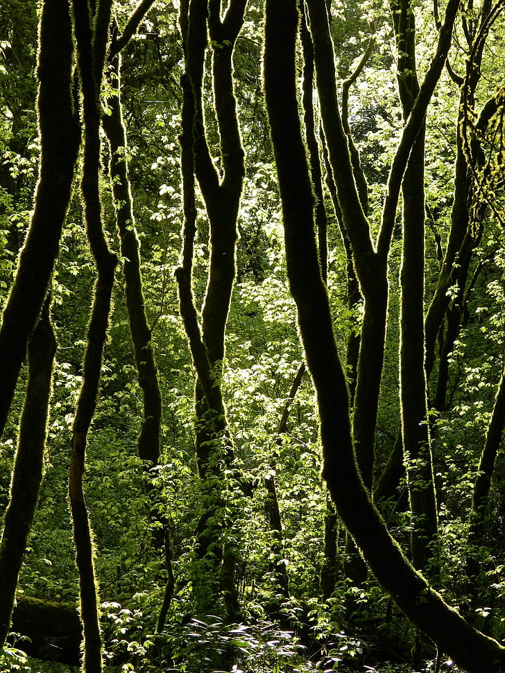medžiai, miško, žalia, ne, parkas, aplinka, vasaros