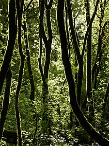 деревья, лес, Грин, за пределами, Парк, Окружающая среда, Лето