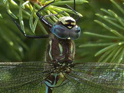 Dragonfly, blå, sort, brun, makro, hoved, insekt