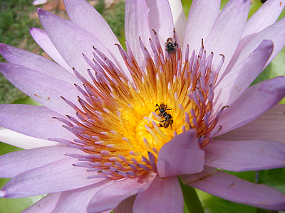 莲花, bua 禁令, 水, 博, sa, 蜜蜂, 漂亮