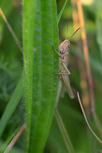 grasshopper, grass, meadow, insect, macro, close, animal