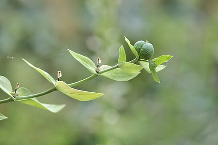 Euphorbia lathyris, vihreä, siemenet, tyräkkien, Euphorbia, hedelmä Kota, noidat maito