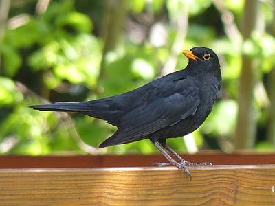 vták, Blackbird, čierna, zviera, Príroda, vtáky, voľne žijúcich živočíchov