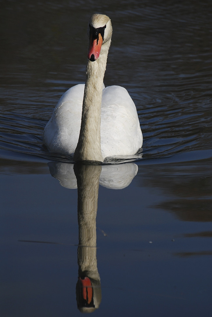 Swan, refleksjon, vann