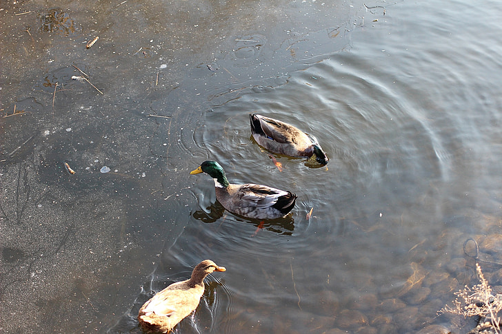 pīle, Mallard duck, ezers