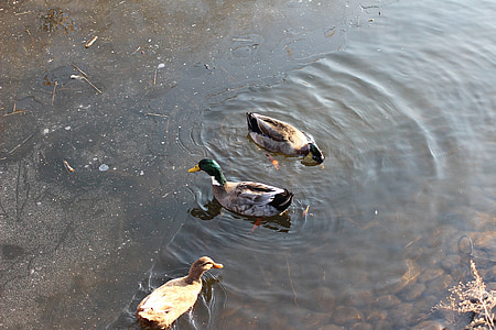 Duck, Stokkand duck, Lake