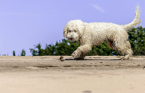 Золотий doodle, грати, пляж, весело, собака, рух, хутро