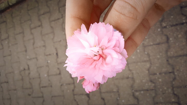 flower, summer, pink, hand, pink Color, nature, petal