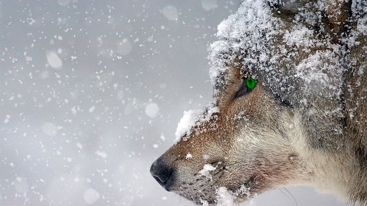 λύκος, χιόνι, κρύο, μάτι, πράσινο, διάτρηση, αρπακτικό