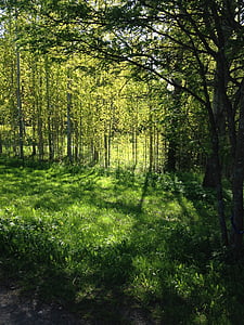 spring, green, birch, season, fresh, leaf, grass