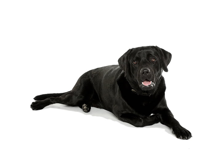 koer, must, Labrador, PET, Lemmikloomad, üks loom, looma