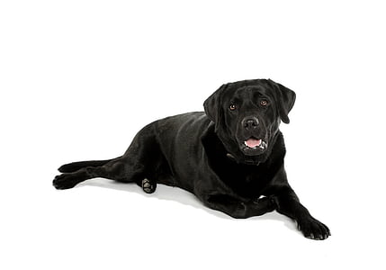 perro, negro, Labrador, mascota, animales de compañía, un animal, animal
