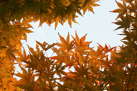 秋, 秋の紅葉, 葉, 葉, 植物, 木材, 自然