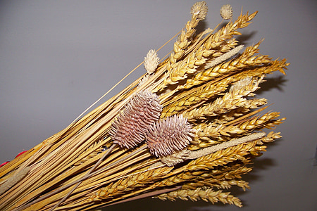 wheat, summer, nature, agriculture, food, cereal Plant, crop