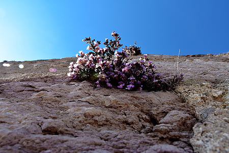 꽃, 벽, 성, 핑크 꽃, 스카이