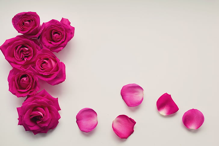 roses, petals, background, text background, text space, floral, romantic