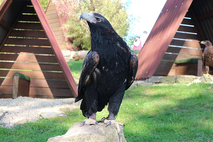 Adler, Đại bàng đang chờ ở detmold, con chim, chim săn mồi, Raptor