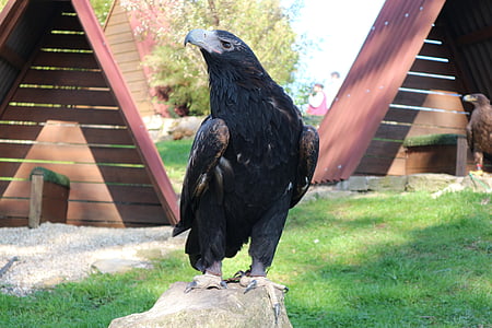 Adler, aigles en attente à detmold, oiseau, oiseau de proie, Raptor