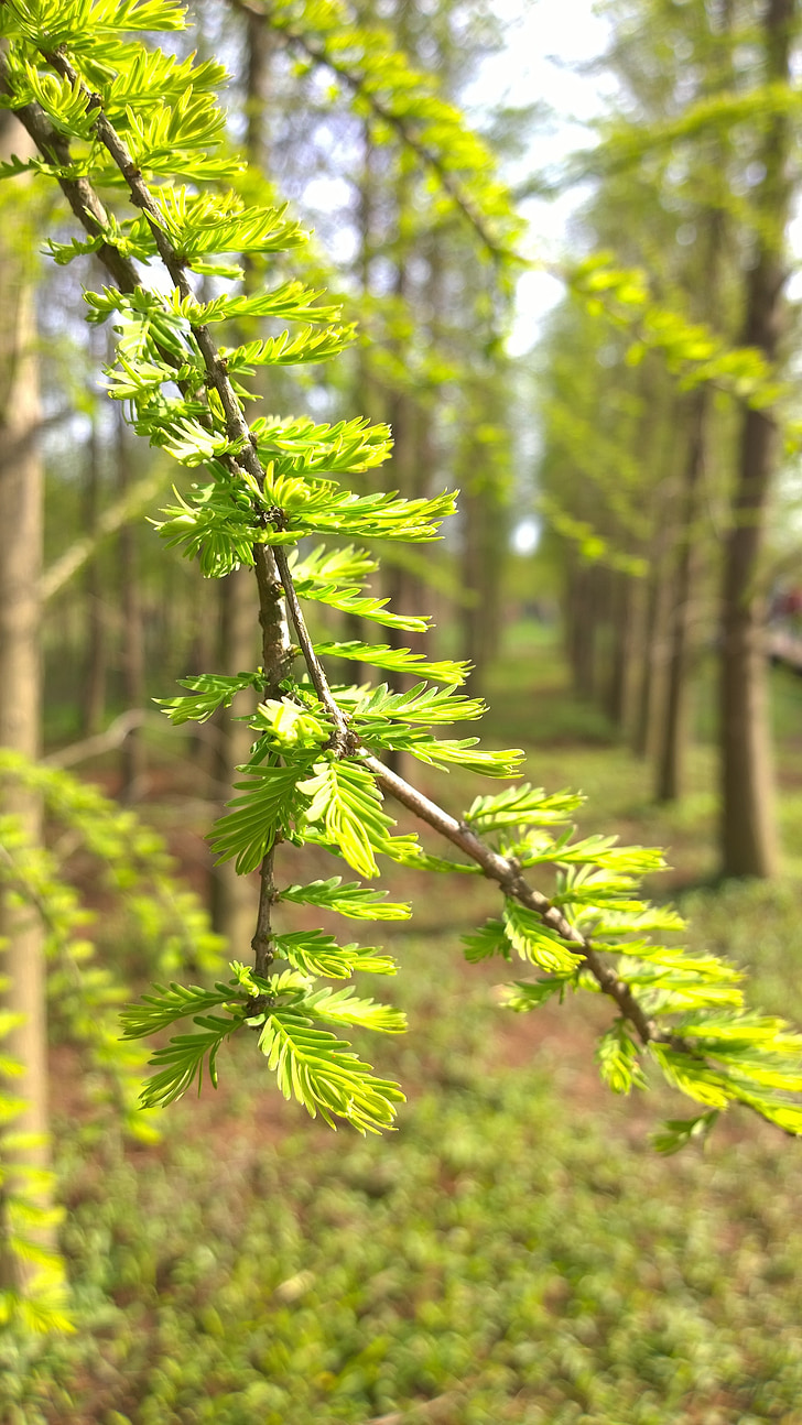 the leaves, bud, spring, forest