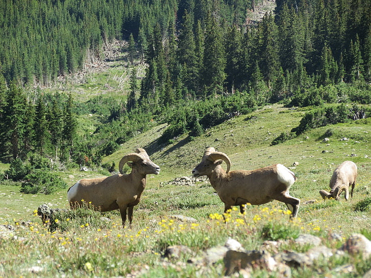 ovejas grandes del cuerno, Parque Nacional Rocky mountain, montañas, paisaje, paisaje, natural, al aire libre