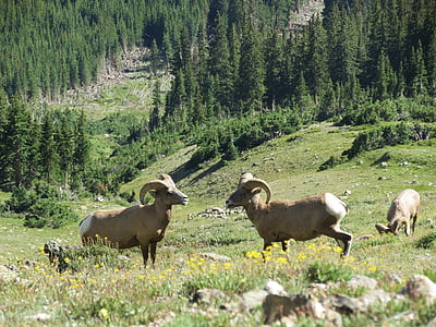 Big horn lambad, Rocky mountain national park, mäed, maastik, maastik, looduslik, Välibassein