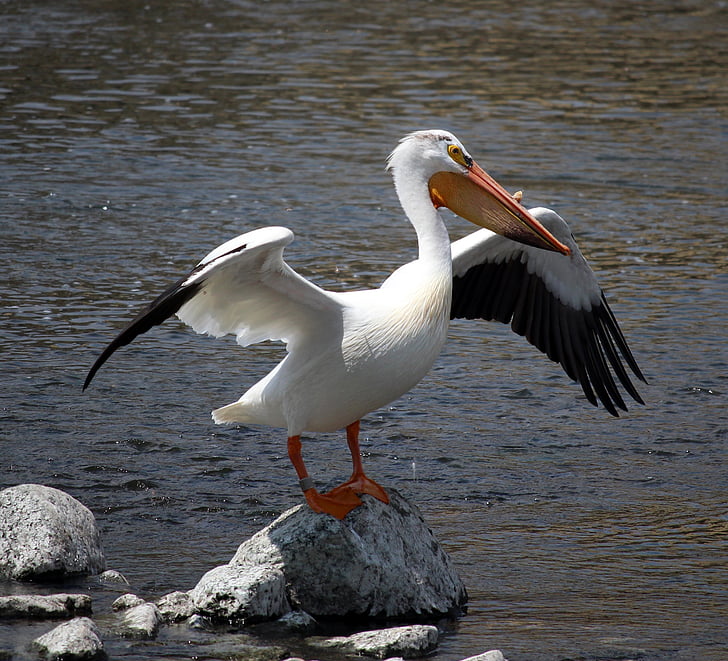 Pelican, trecho, rocha, Fox river, Appleton, Wisconsin, pássaro