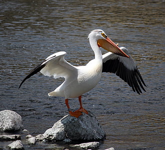 Pelikan, rastezanje, stijena, Fox river, Appleton, Wisconsin, ptica