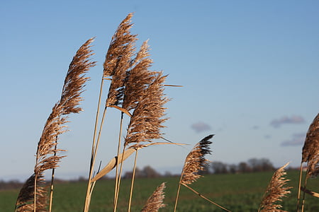 Natur, Reed, Wind, Frühling, Baluer Himmel