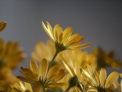 海角雏菊, 黄色, 橙色, 海角篮子, osteospermum, 开花, 绽放