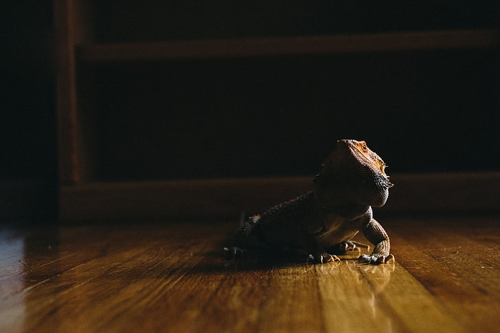 brown, lizard, wooden, flooring, shallow, capture, photography